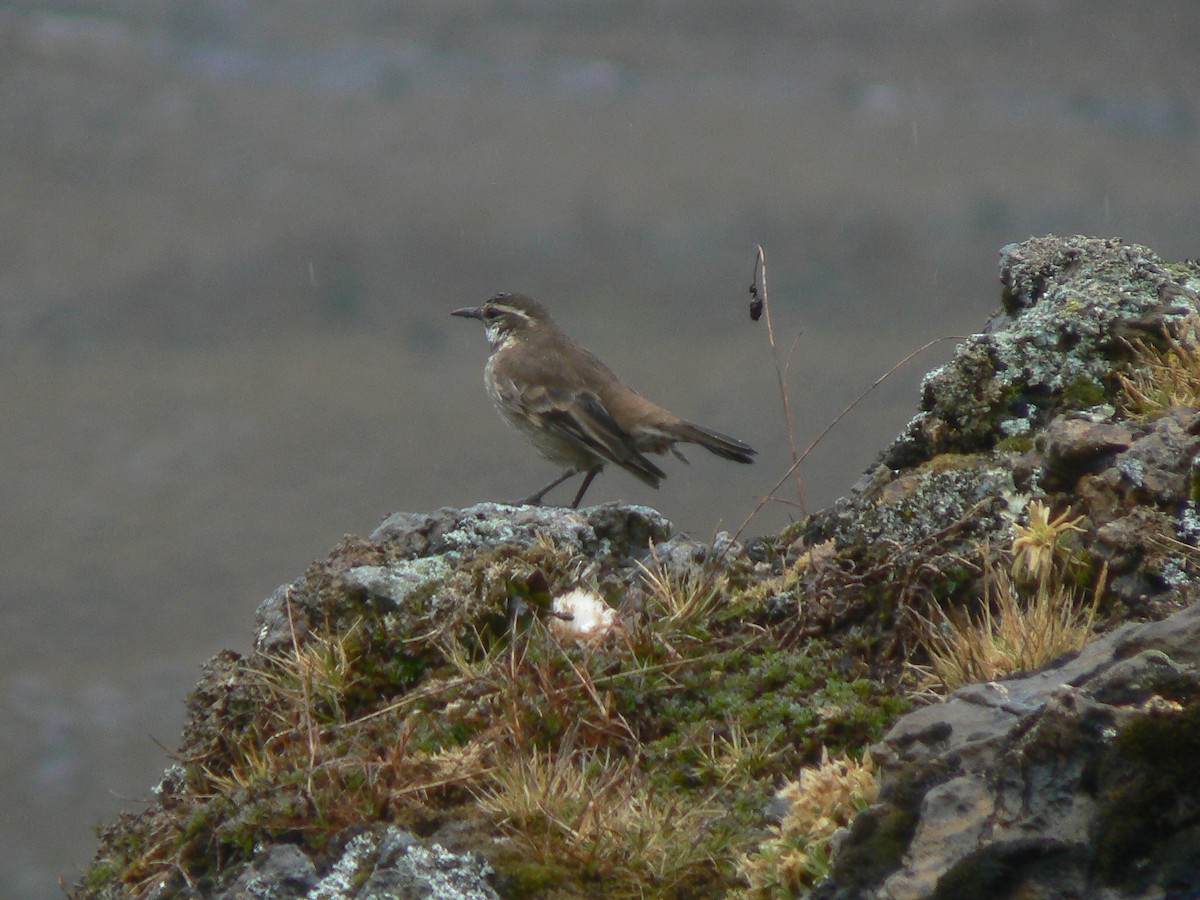 Chestnut-winged Cinclodes - ML637500565