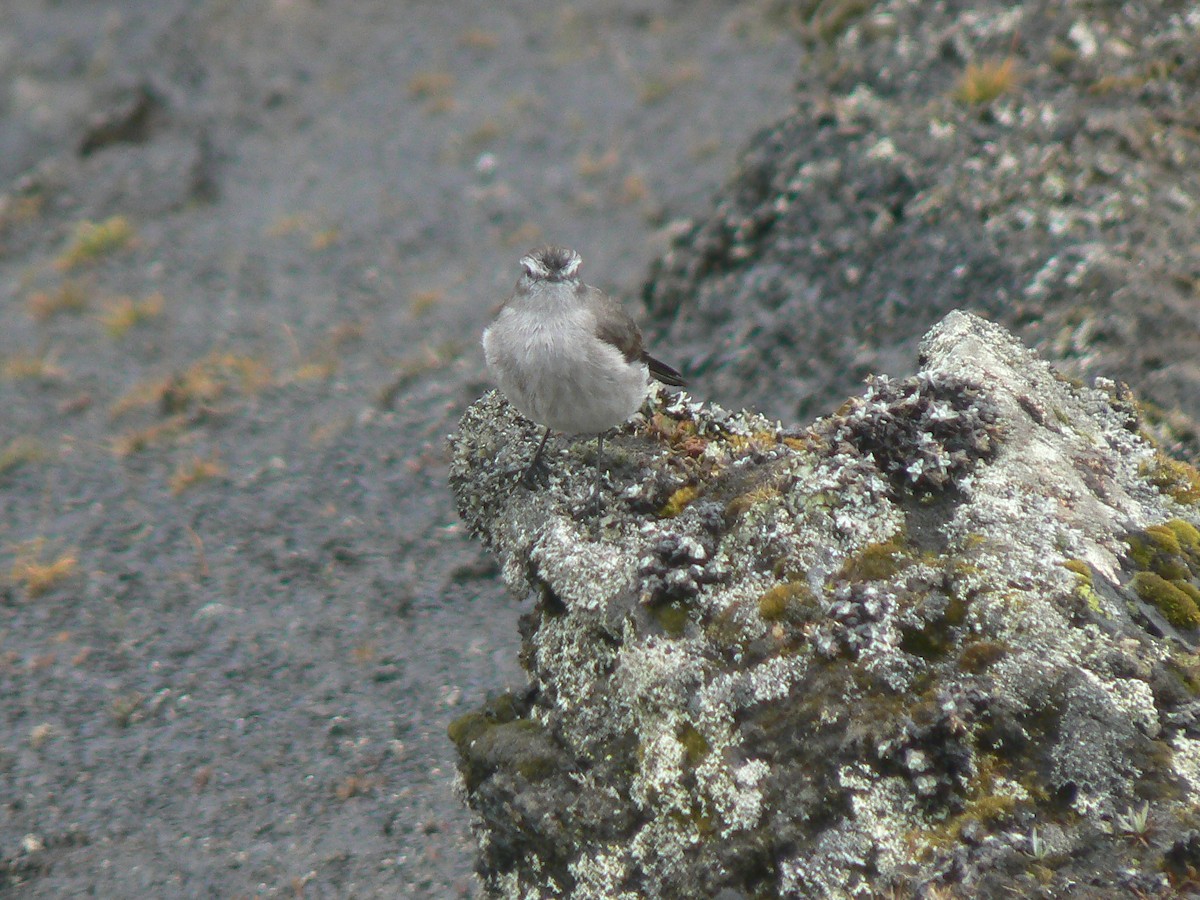 Plain-capped Ground-Tyrant - ML637500573