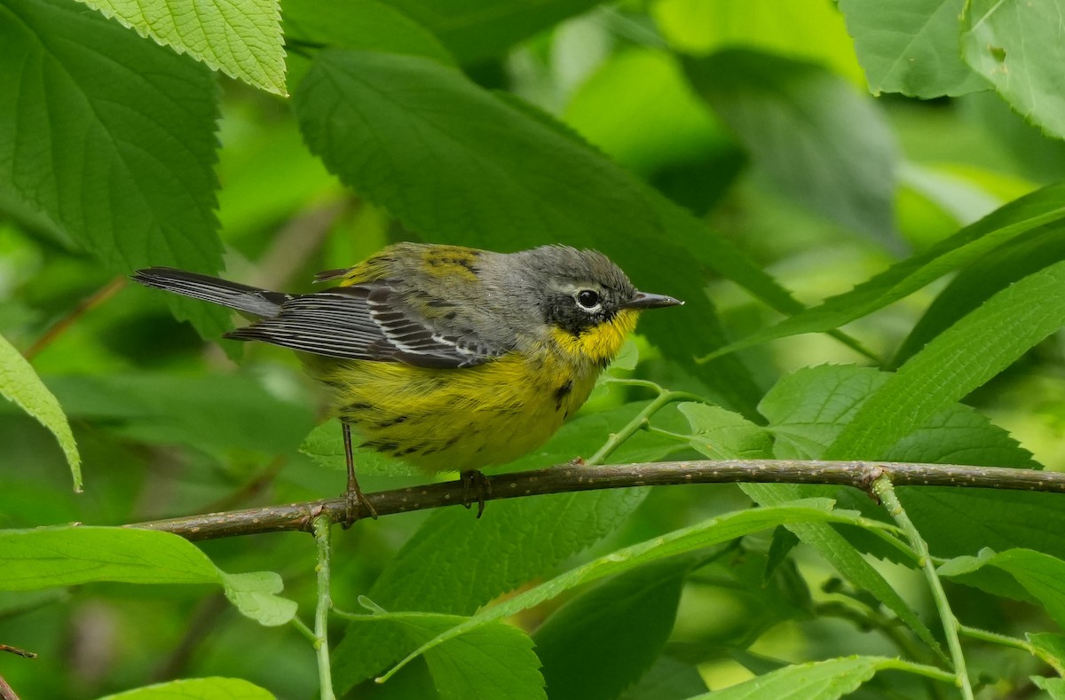 Magnolia Warbler - ML637500574