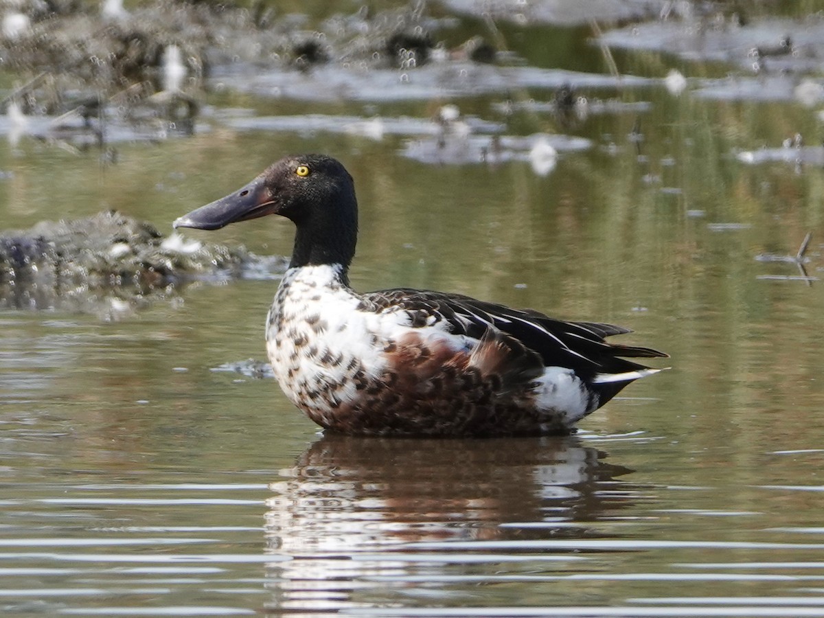 Northern Shoveler - ML637500582