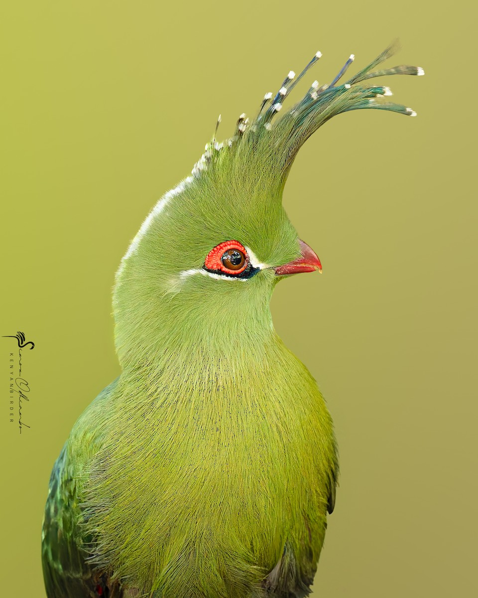 Schalow's Turaco - ML637500727