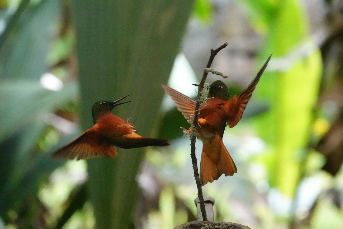 Chestnut-breasted Coronet - ML637500743