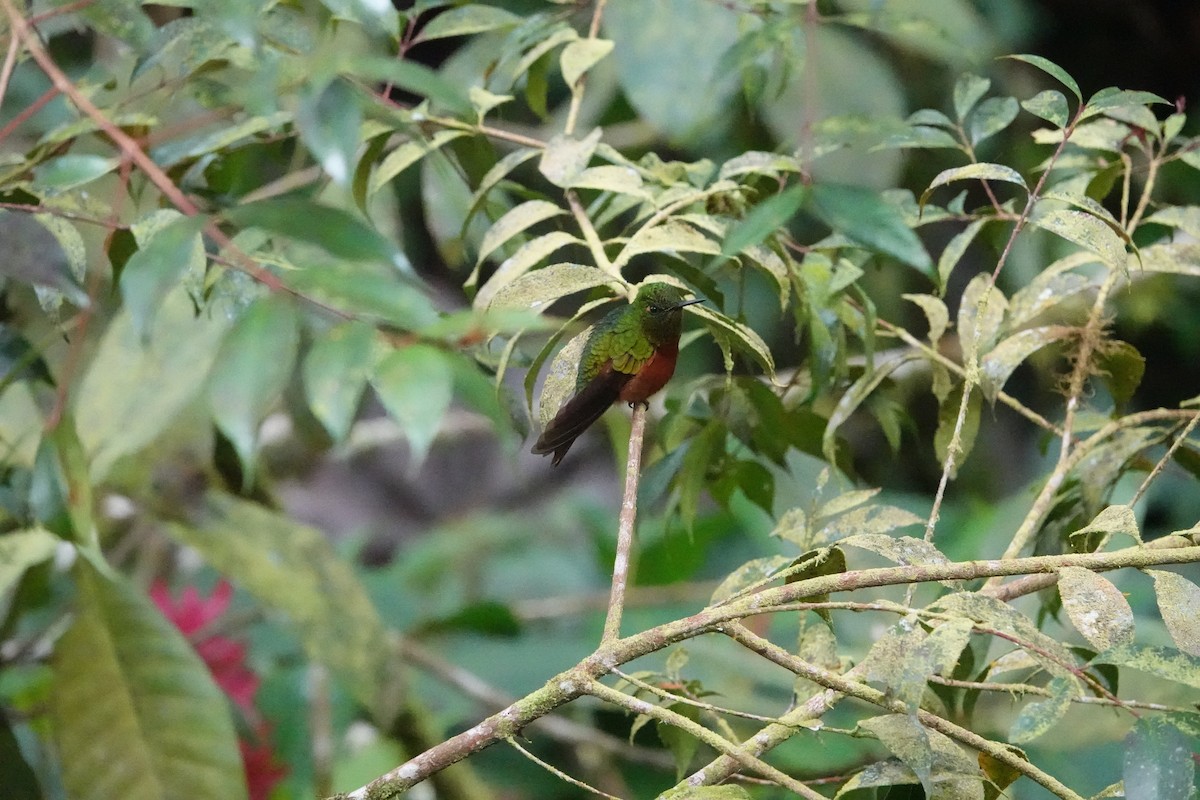 Chestnut-breasted Coronet - ML637500778