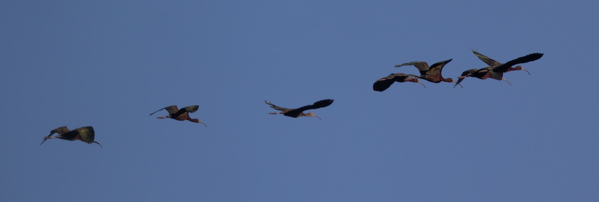 hvitgrimeibis - ML637500781