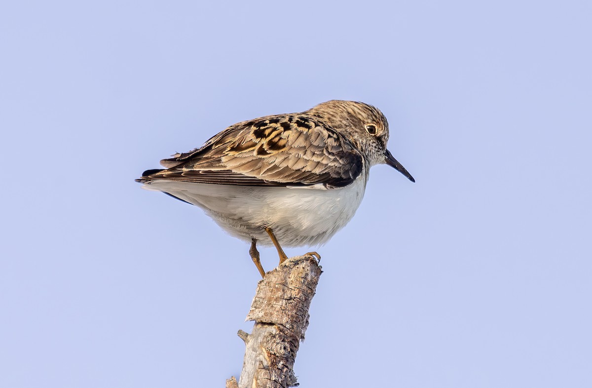 Temminck's Stint - ML637500801