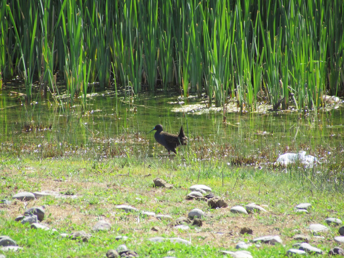 Plumbeous Rail - ML637500807