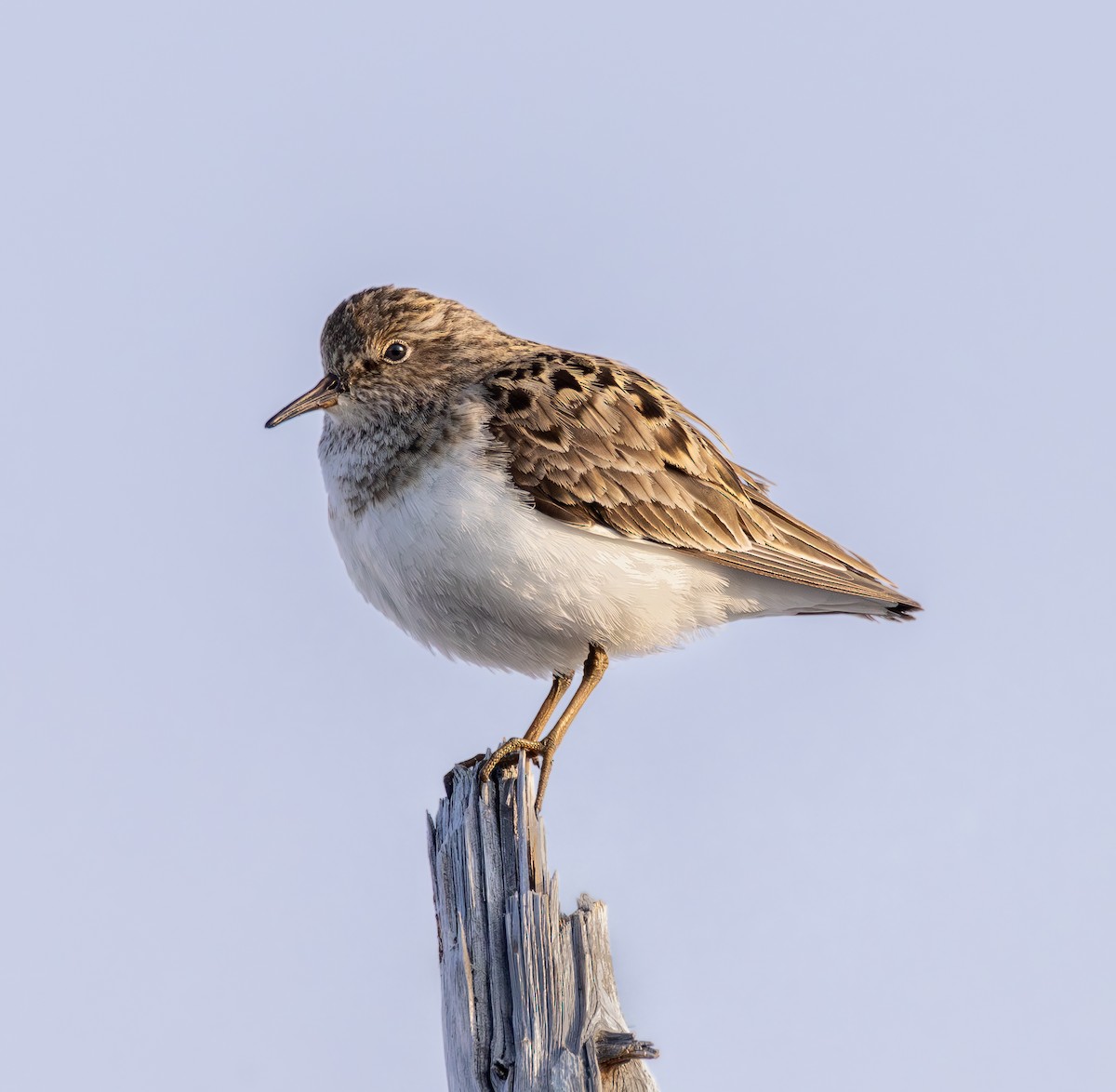 Temminck's Stint - ML637500815