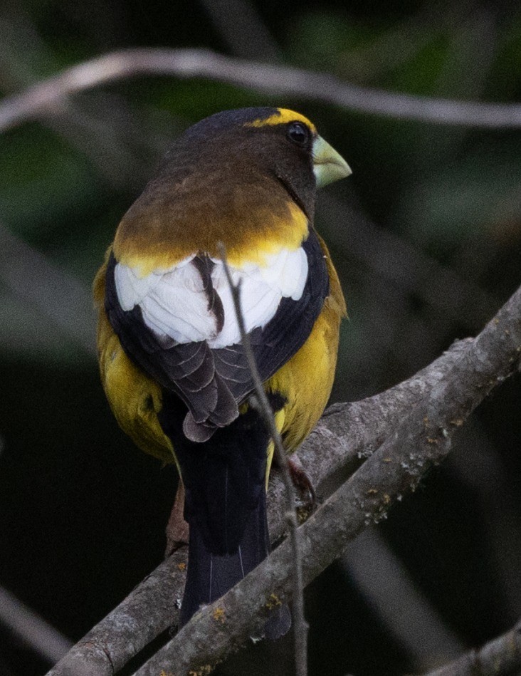 Evening Grosbeak - ML637500821