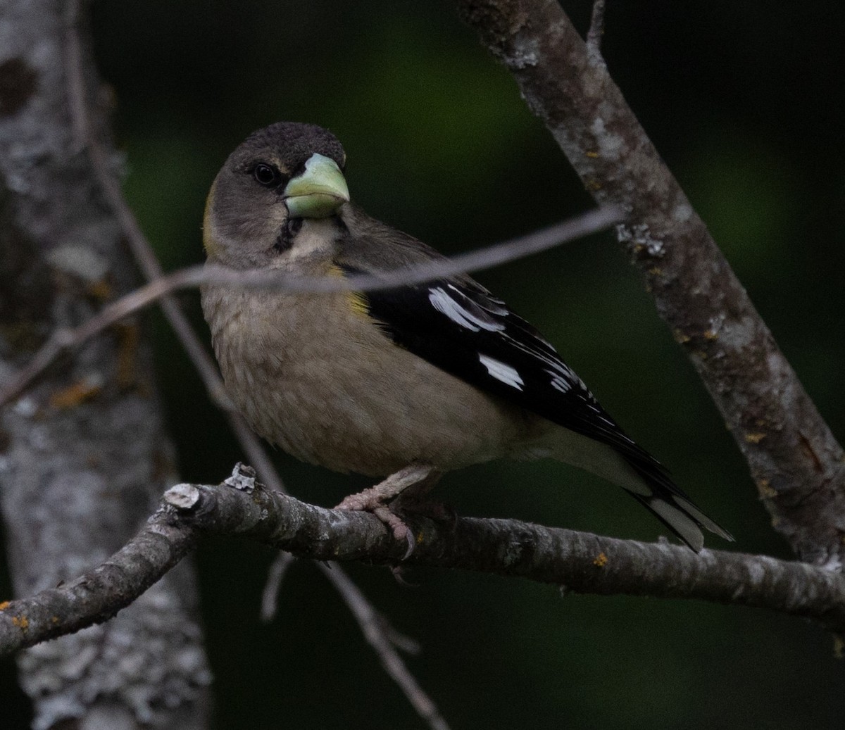 Evening Grosbeak - ML637500823