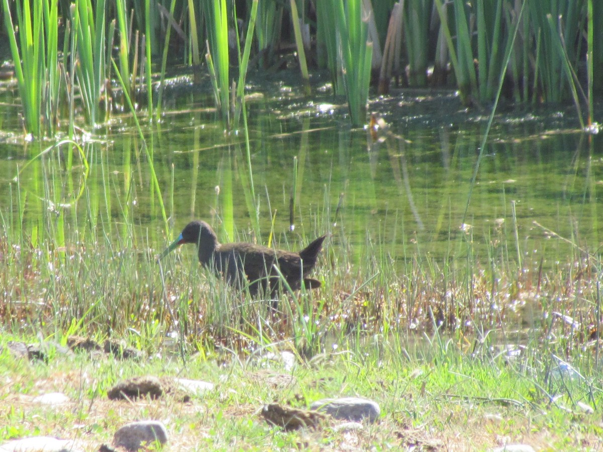 Plumbeous Rail - ML637500845
