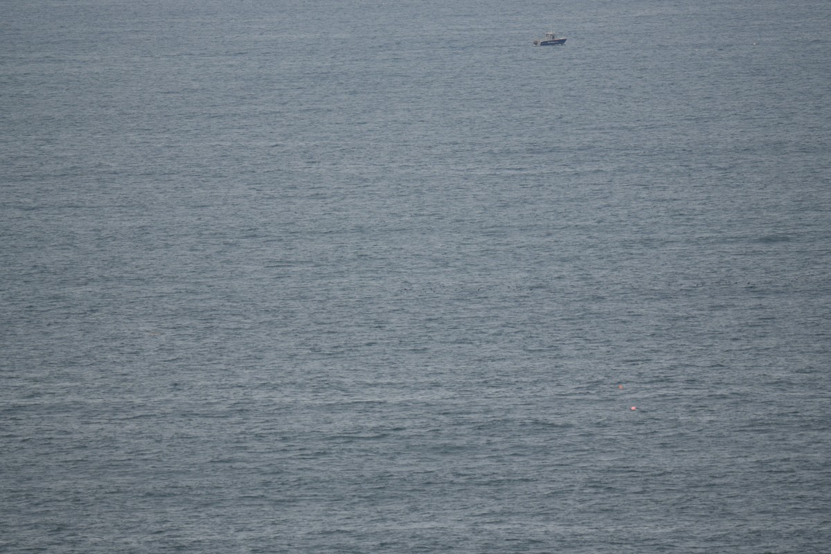 Balearic Shearwater - ML637500856