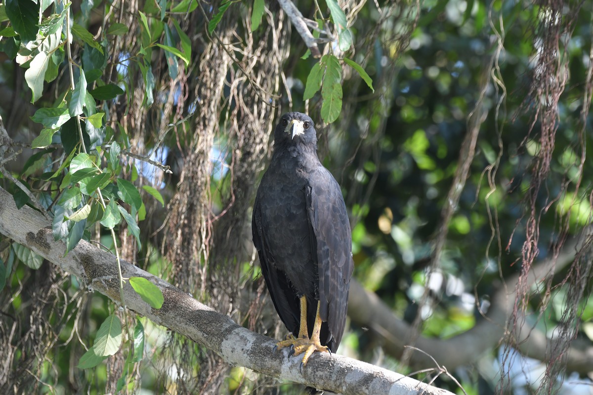 Great Black Hawk - ML637500867