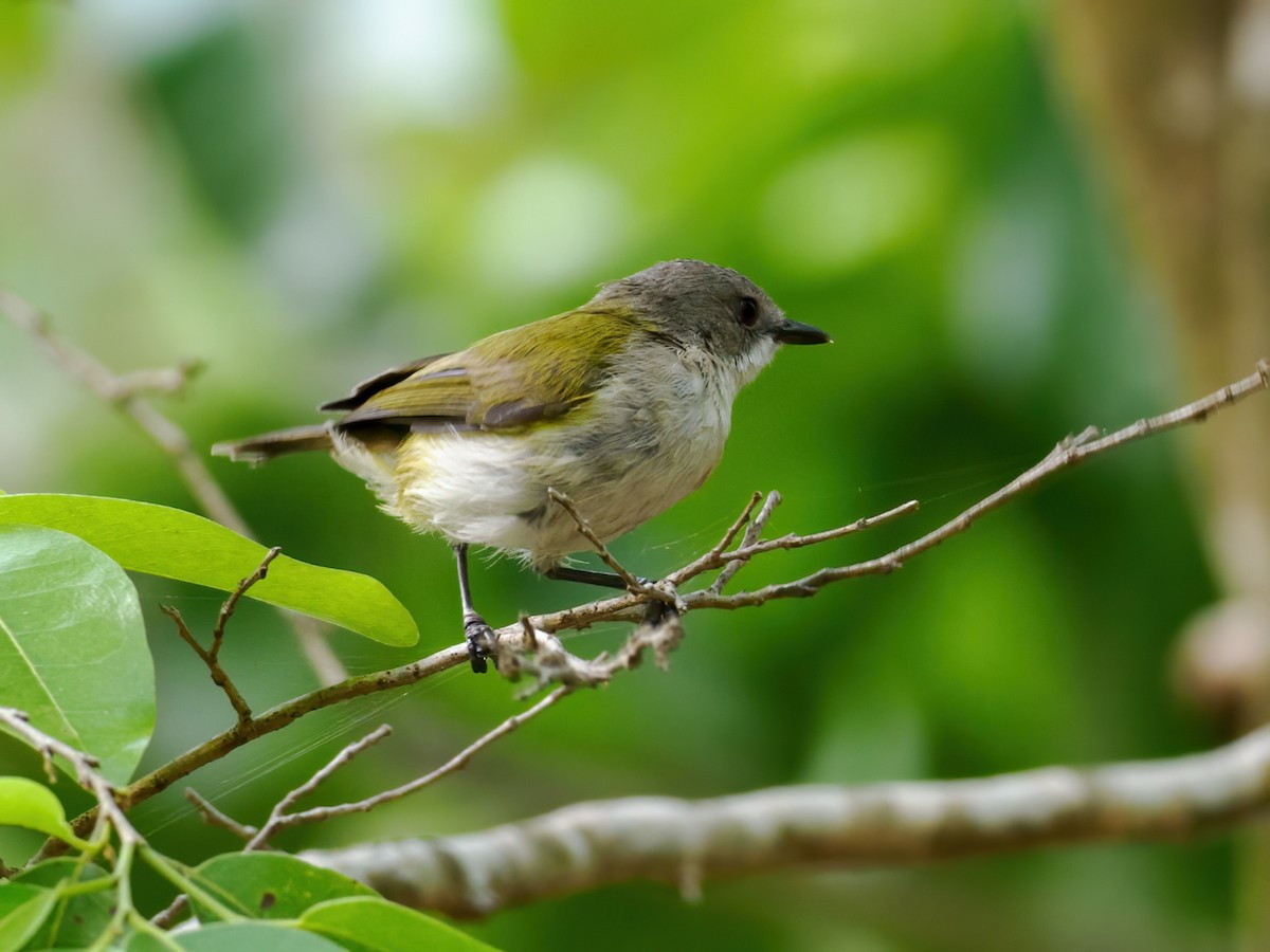 Green-backed Gerygone - ML637500868