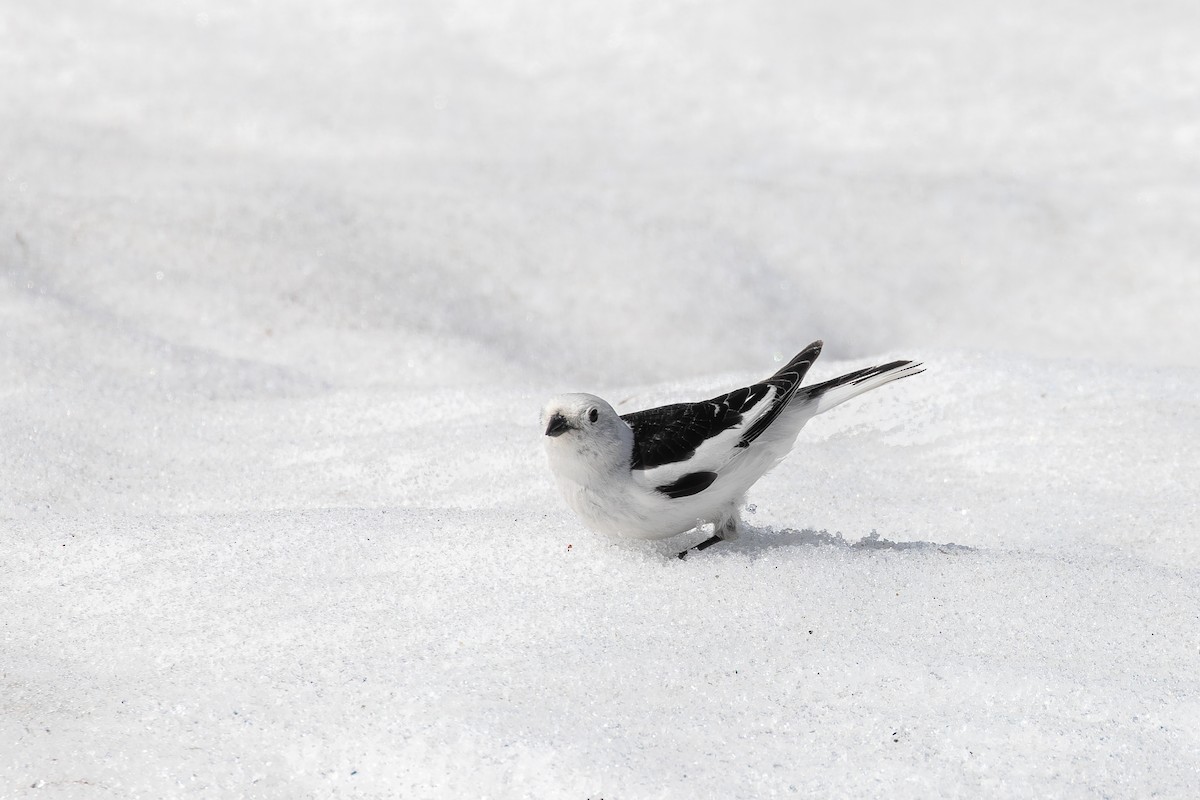 Snow Bunting - ML637500880