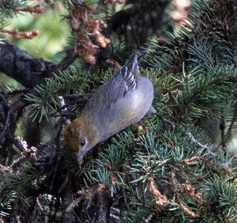 Pine Grosbeak - ML637500886
