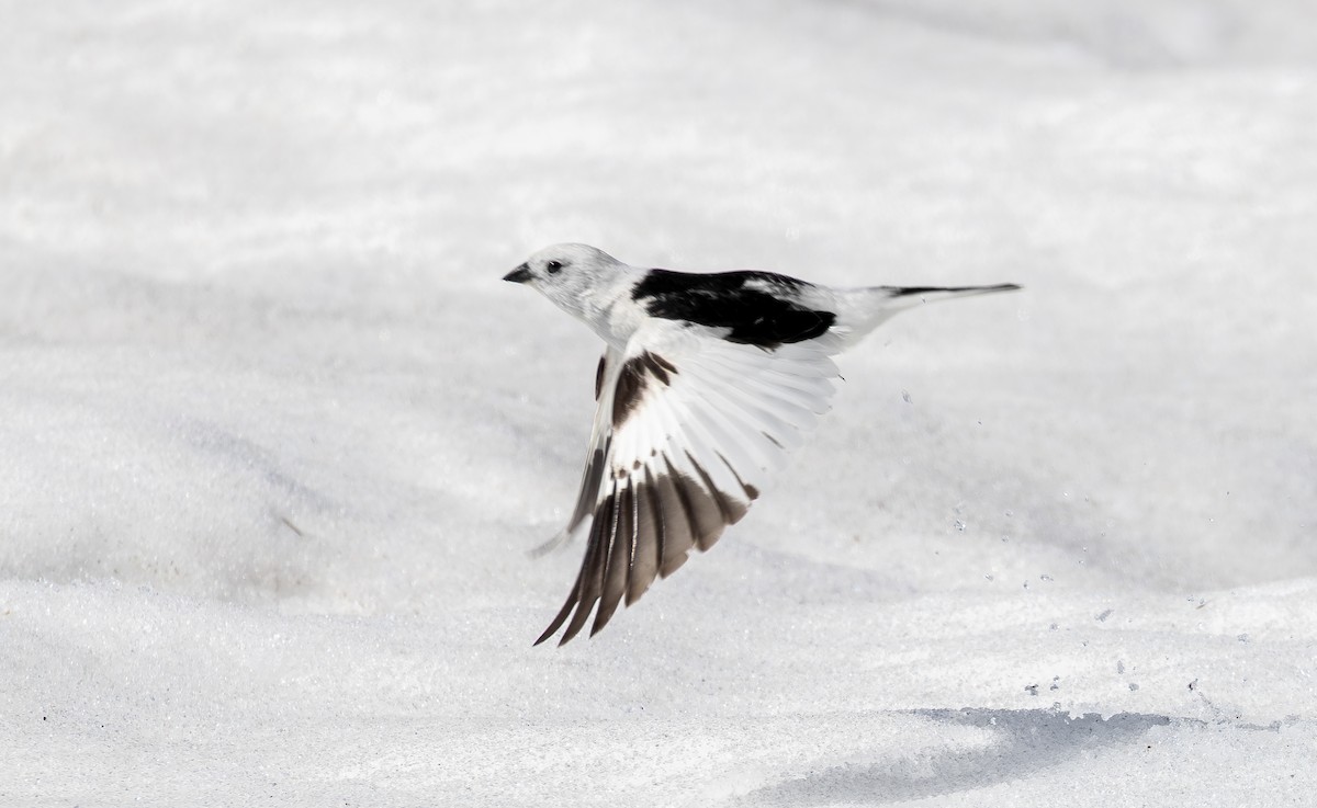 Snow Bunting - ML637500888