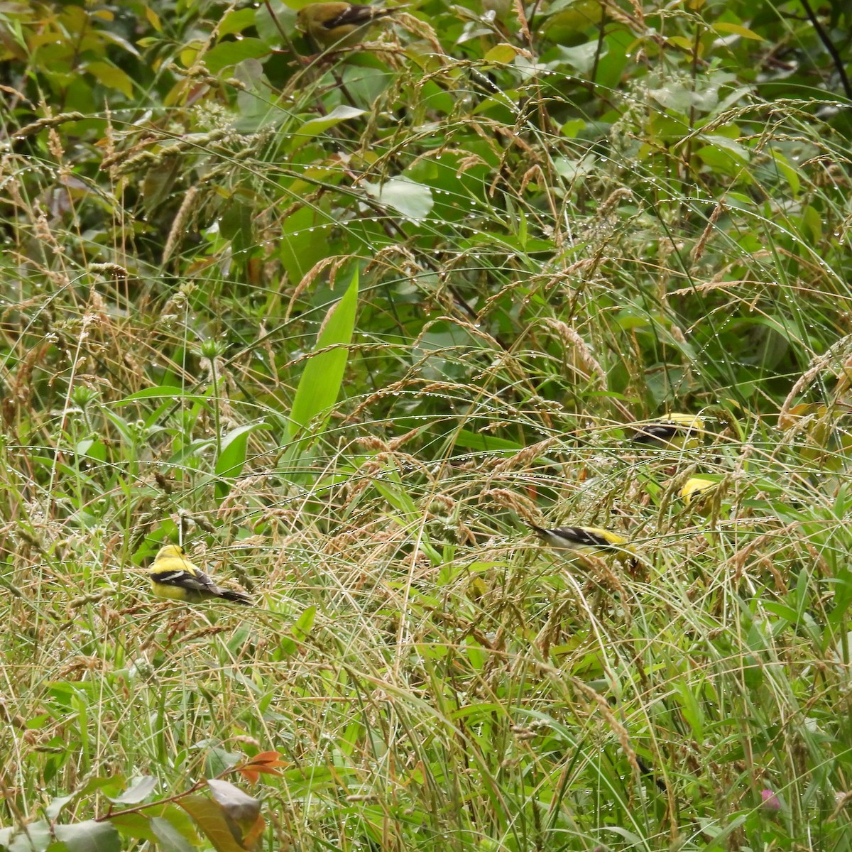 American Goldfinch - ML637500896