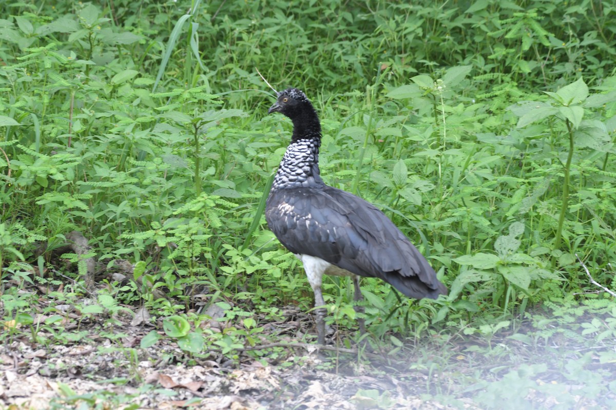 Horned Screamer - ML637500903