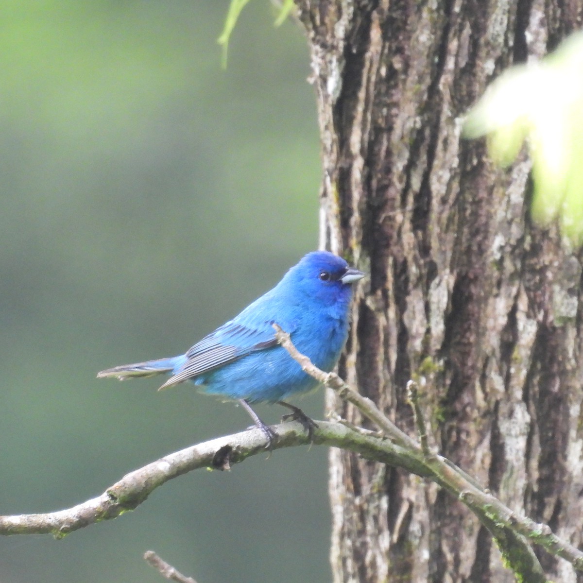Indigo Bunting - ML637500909