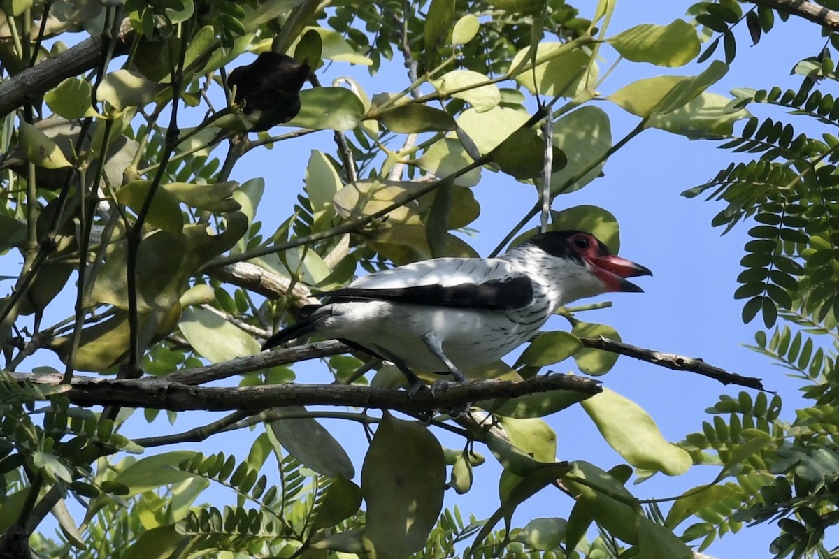 Black-tailed Tityra - ML637500941