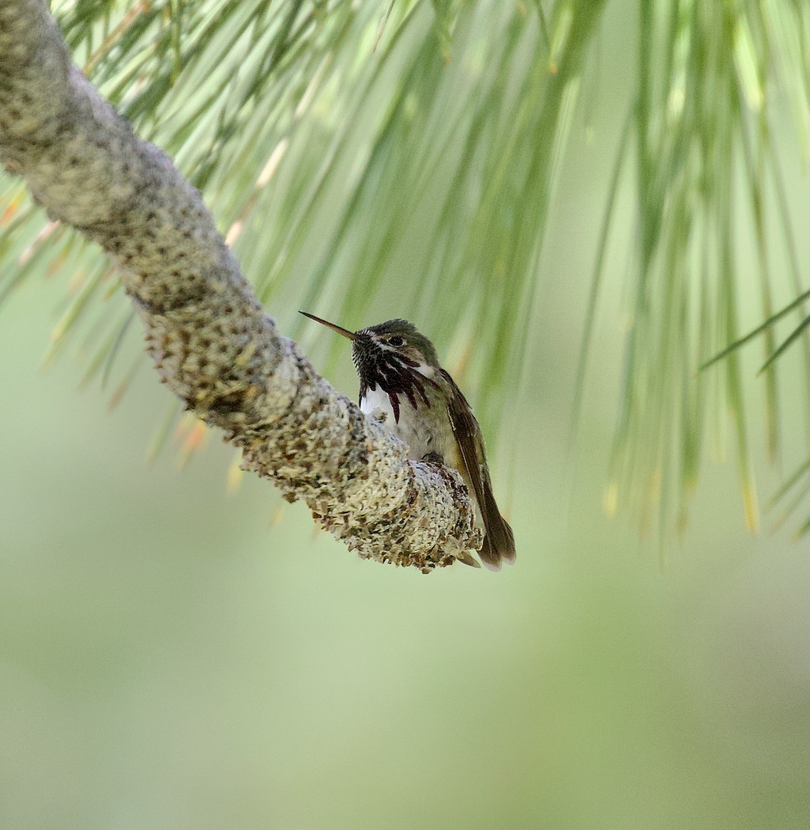 Calliope Hummingbird - ML637500970