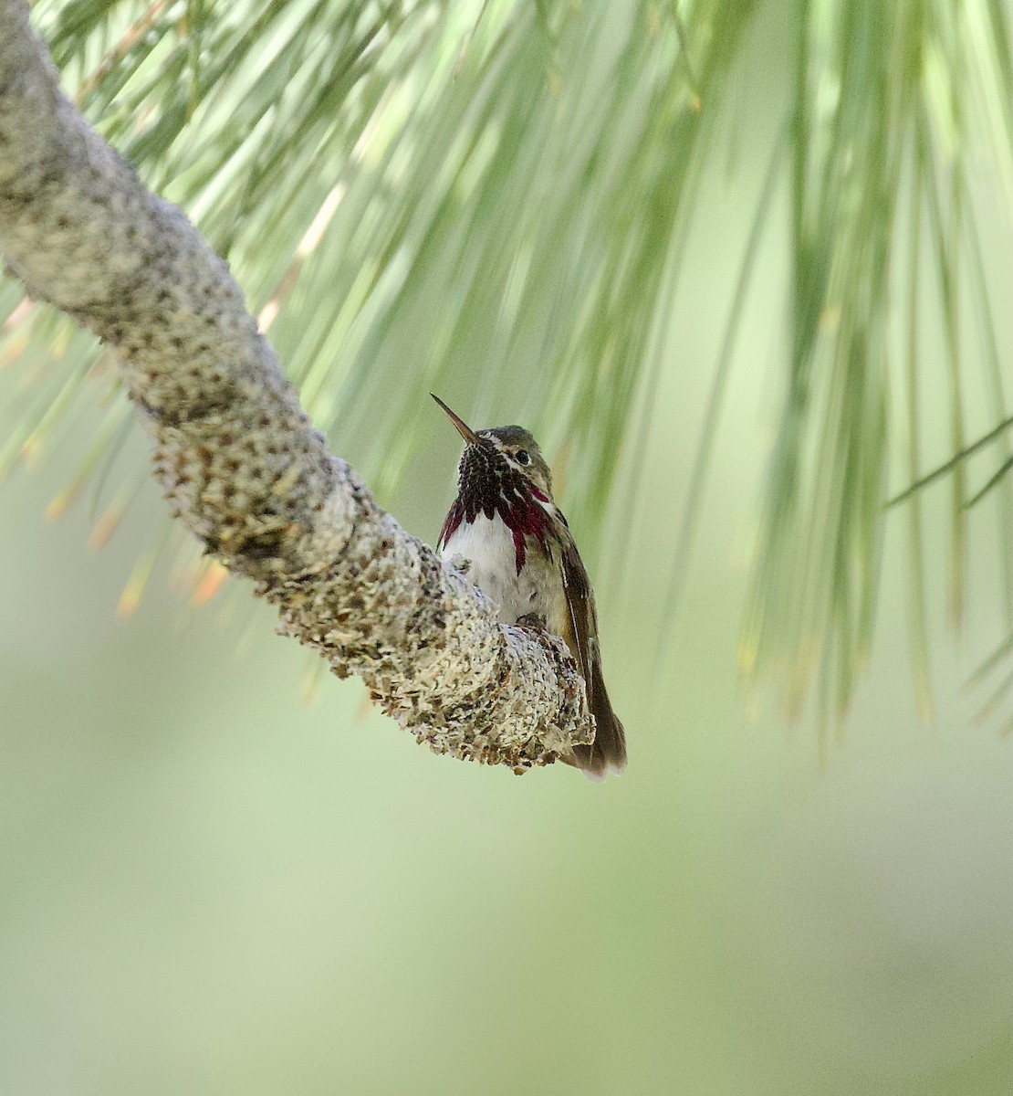 Calliope Hummingbird - ML637500974