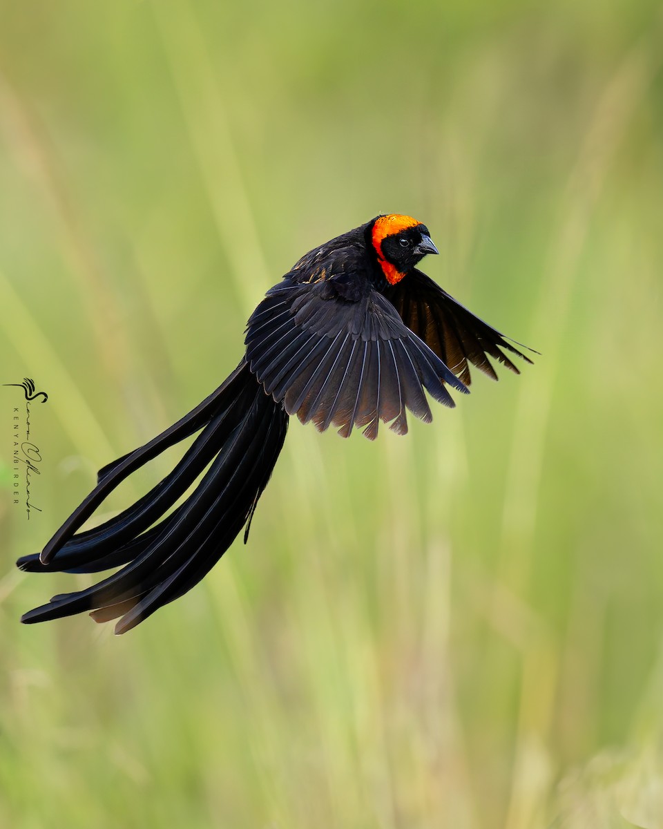Red-cowled Widowbird - ML637500996