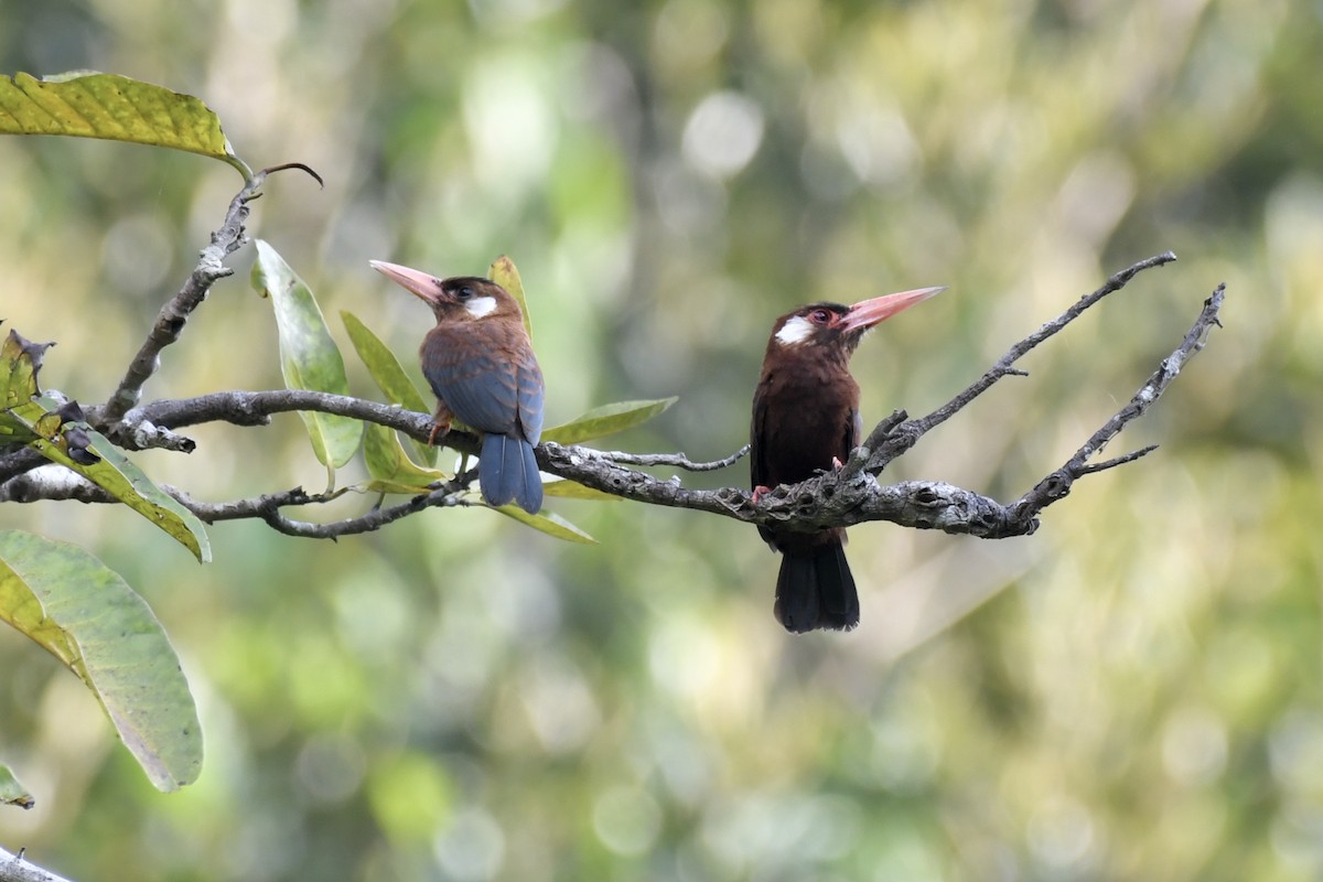 White-eared Jacamar - ML637501001
