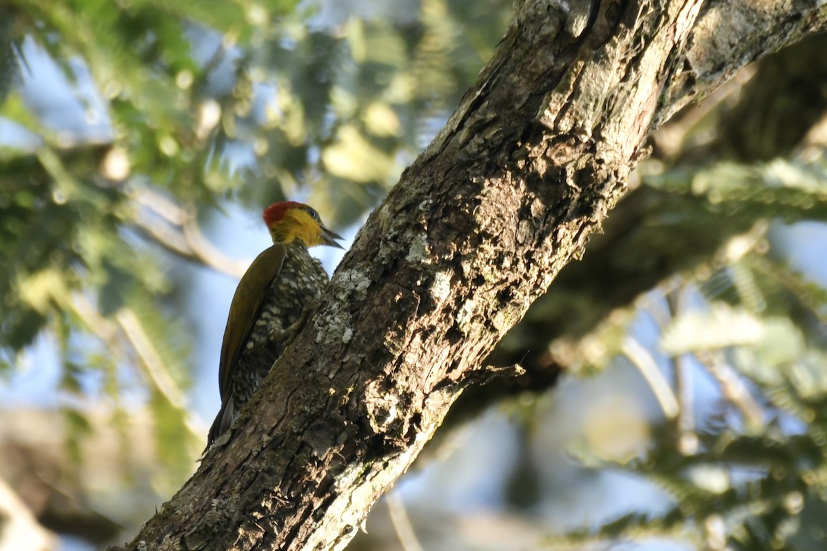 Yellow-throated Woodpecker - ML637501045