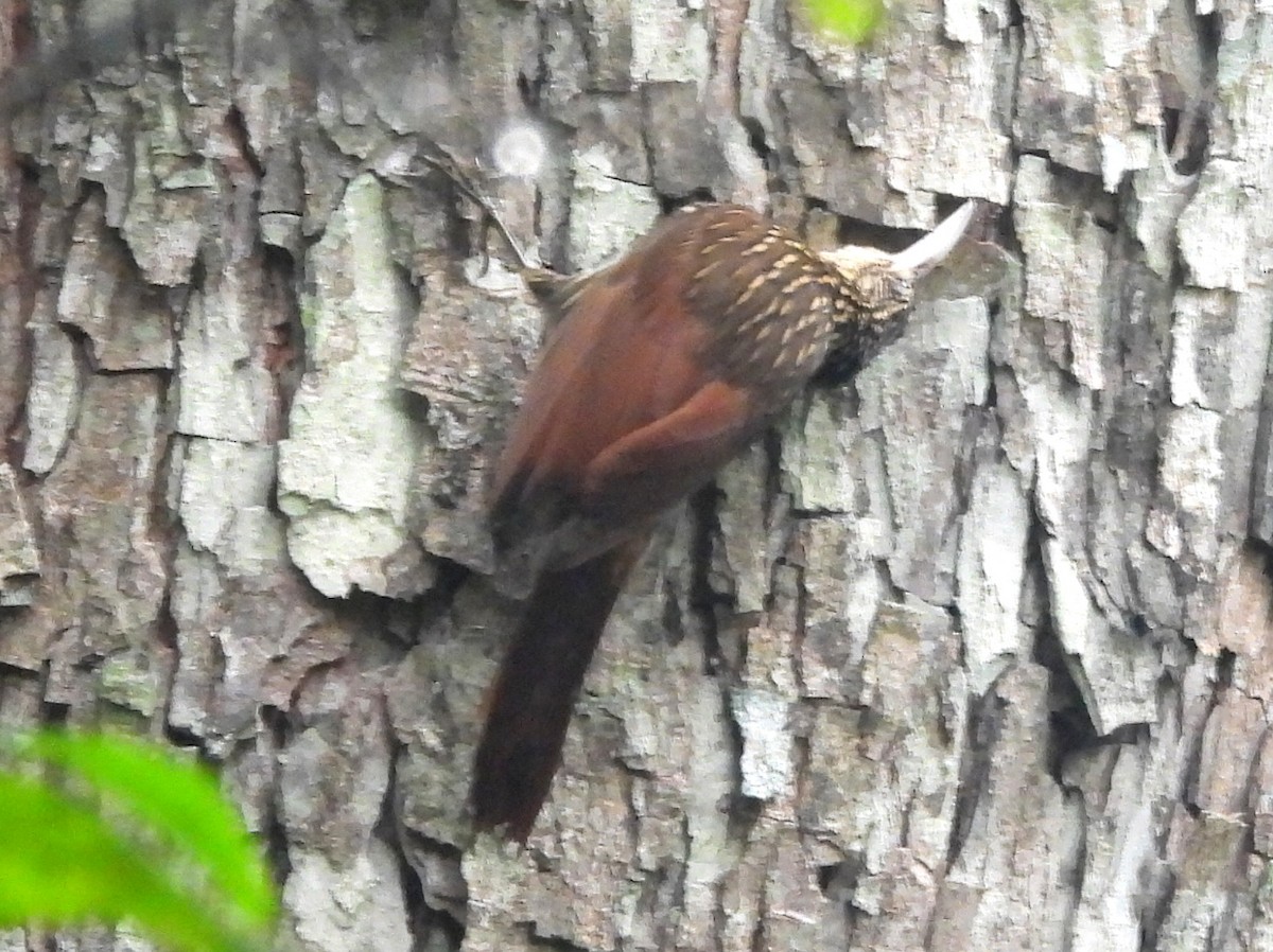 Ivory-billed Woodcreeper - ML637501090