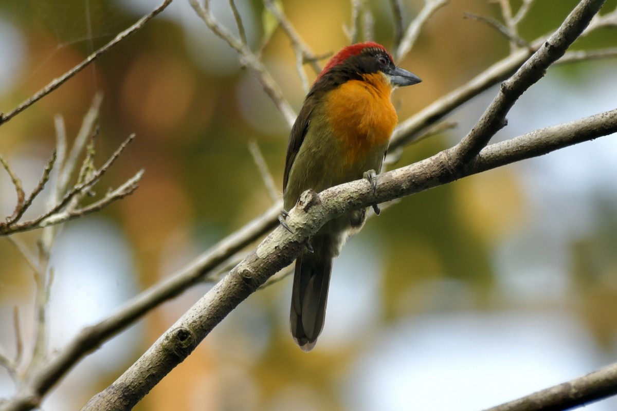 Scarlet-crowned Barbet - ML637501107