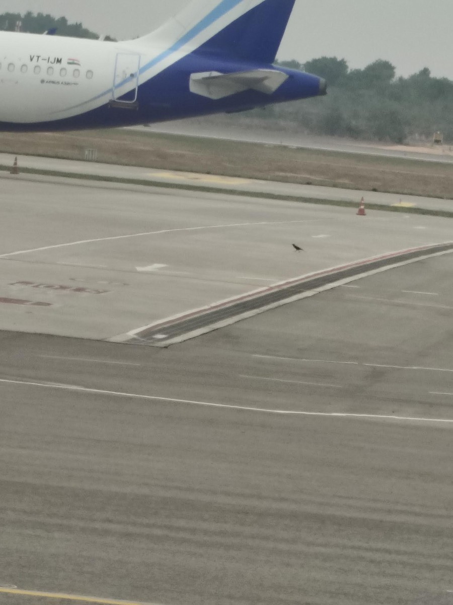 Тольт бор тодол - ML637501112
