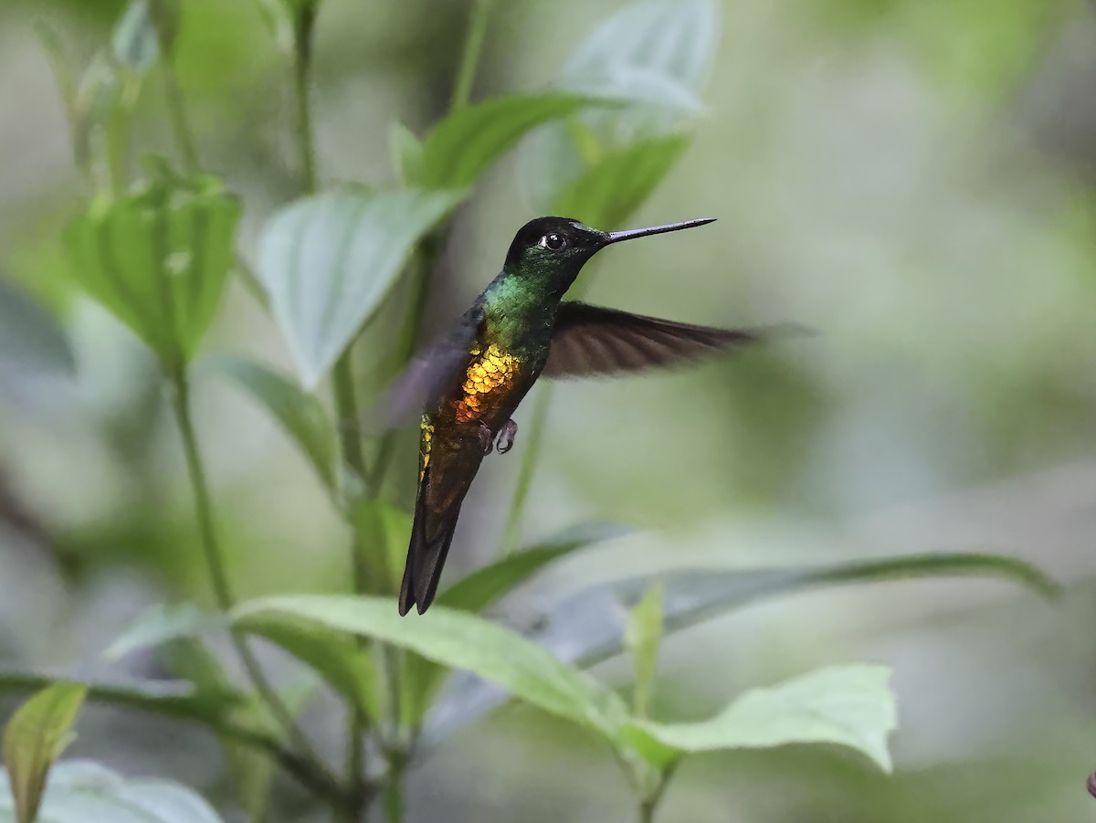 Golden-bellied Starfrontlet - ML637501170