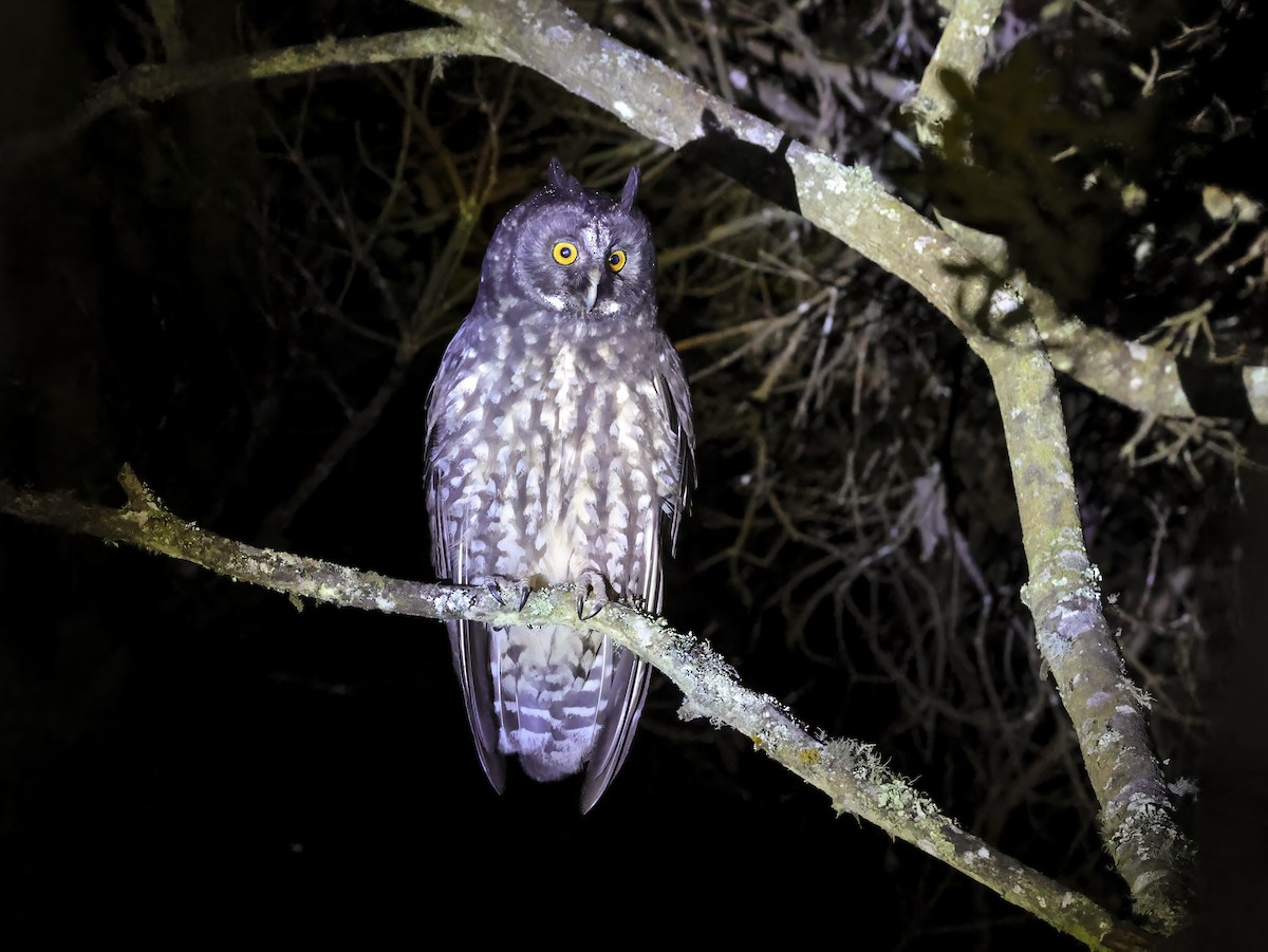 Stygian Owl - ML637501188