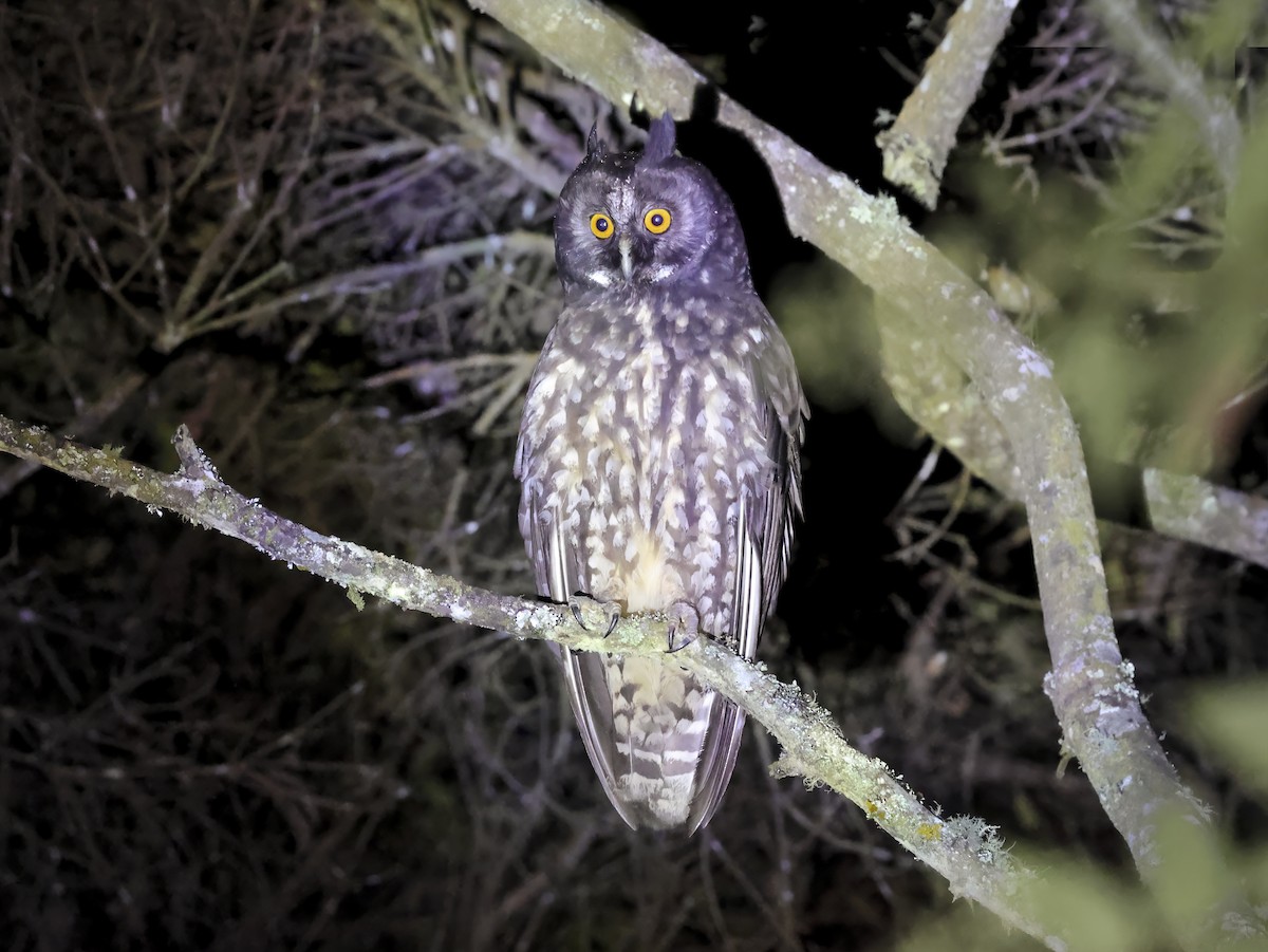 Stygian Owl - ML637501199