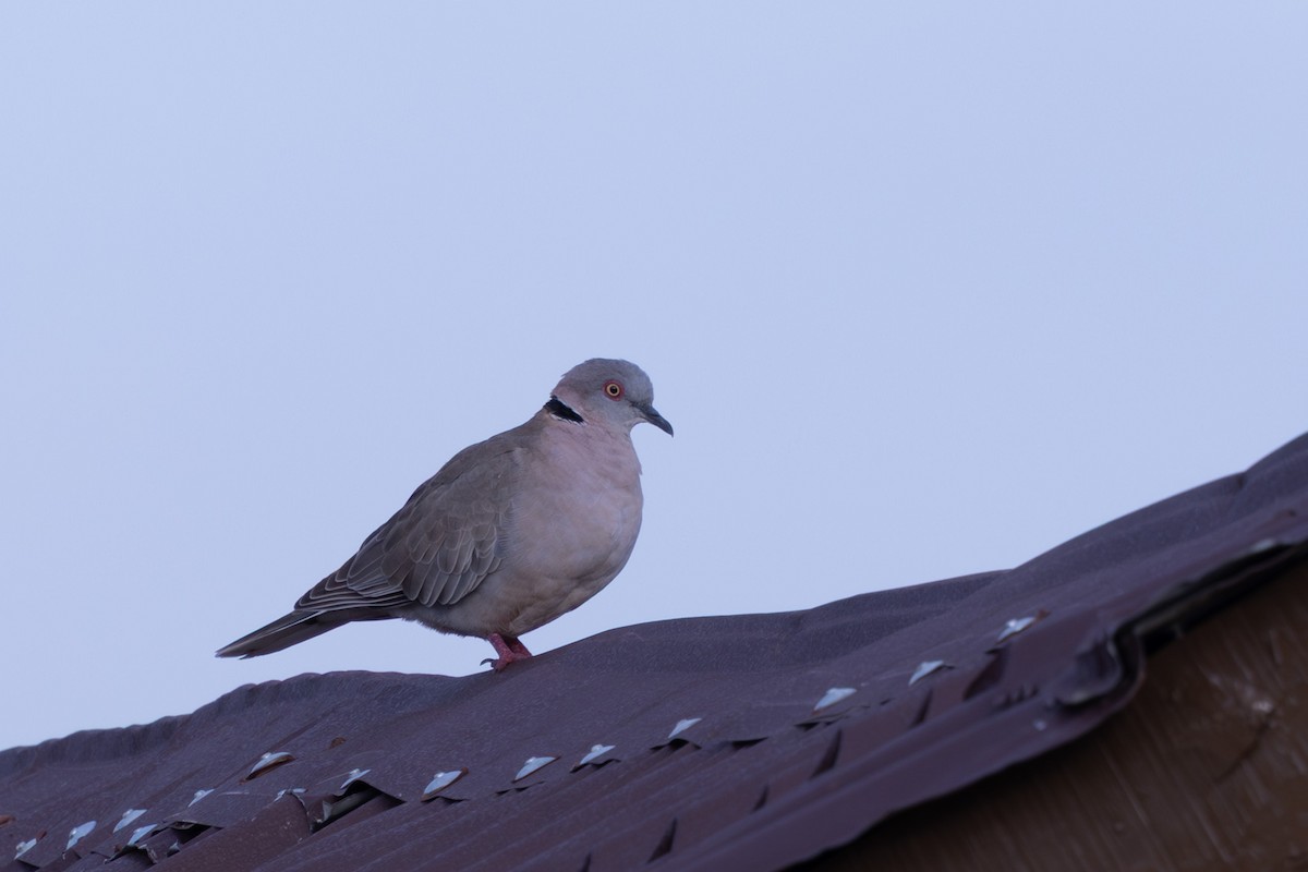 Mourning Collared-Dove - ML637501204