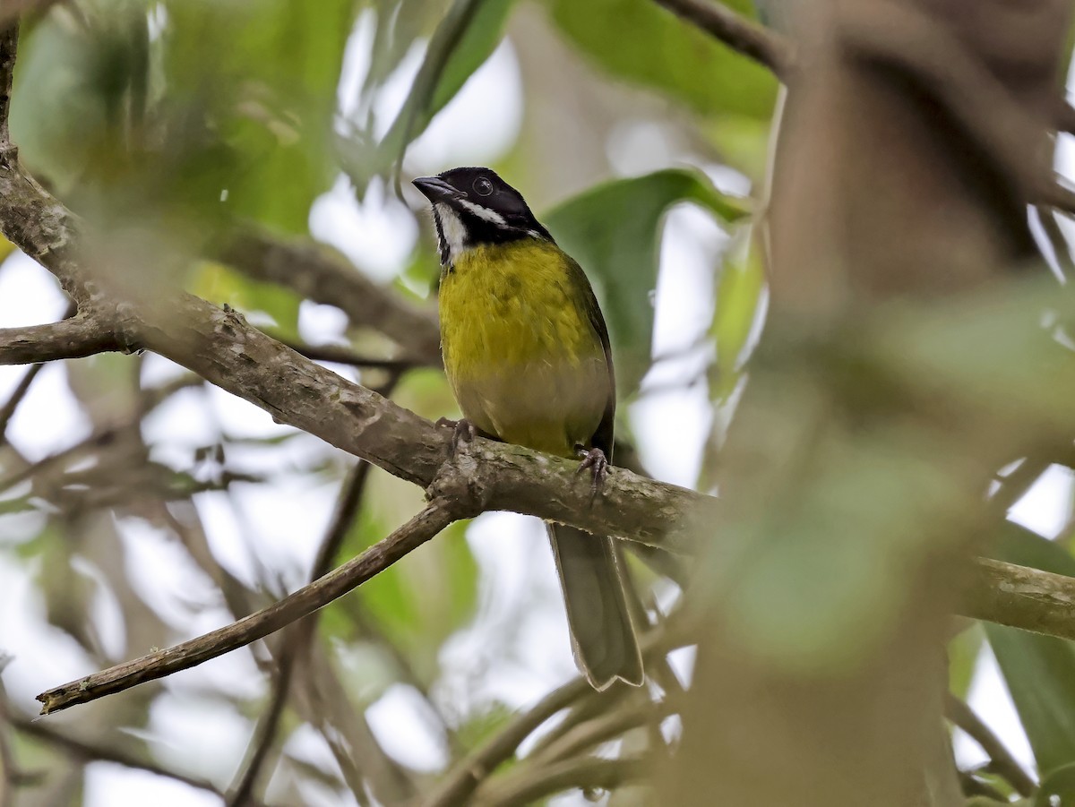Moustached Brushfinch - ML637501215