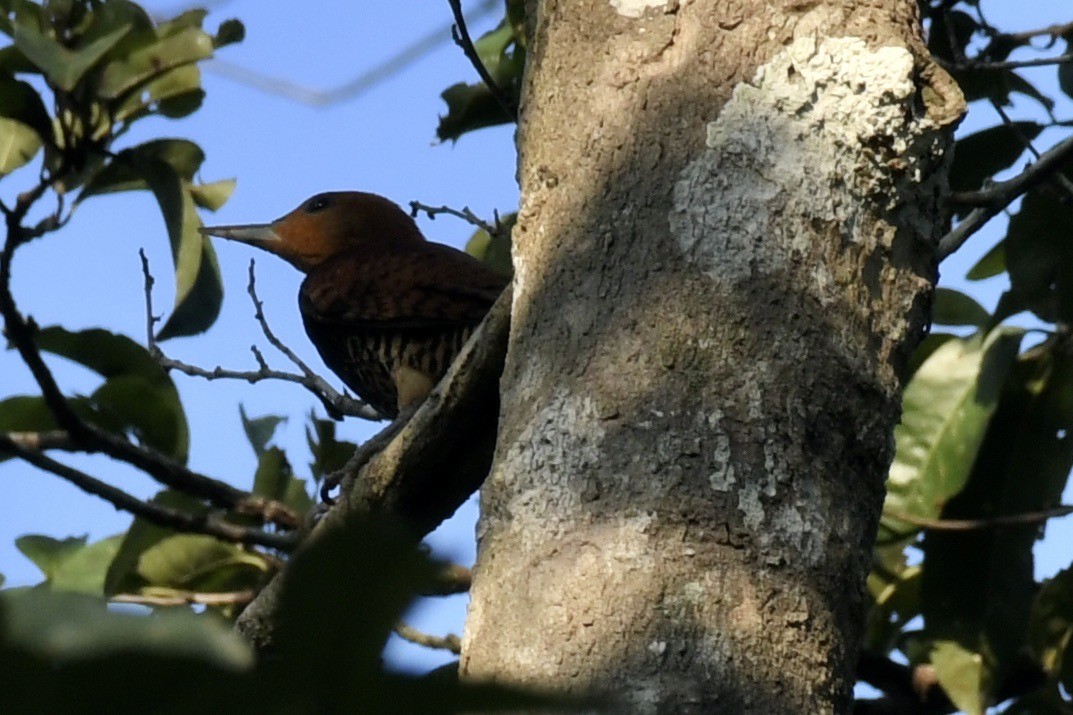 Ringed Woodpecker - ML637501219