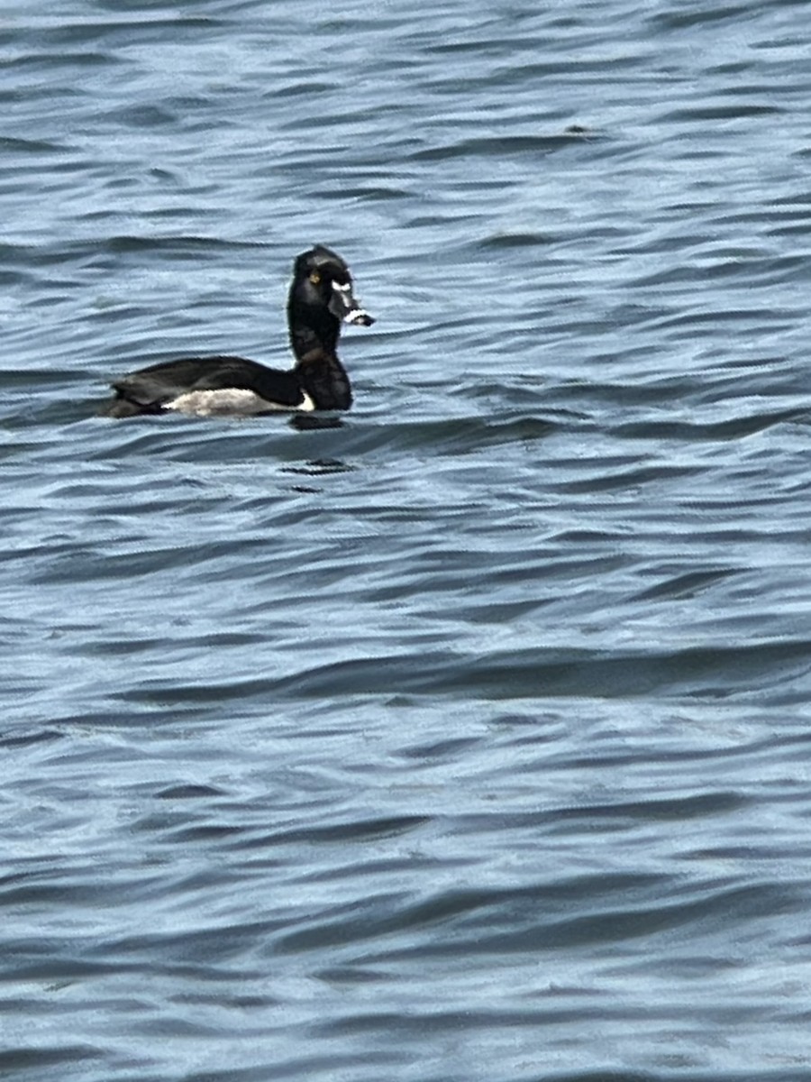 Ring-necked Duck - ML637501227
