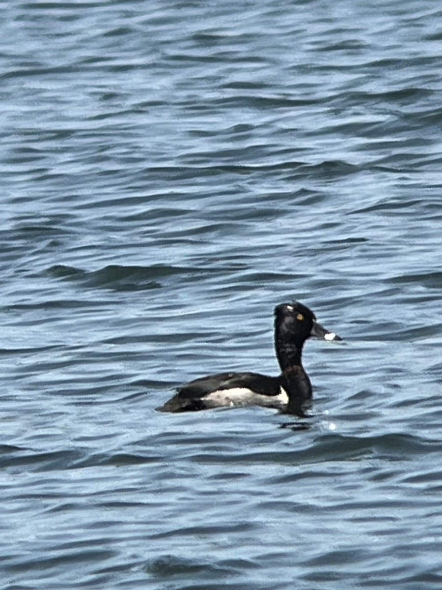 Ring-necked Duck - ML637501228