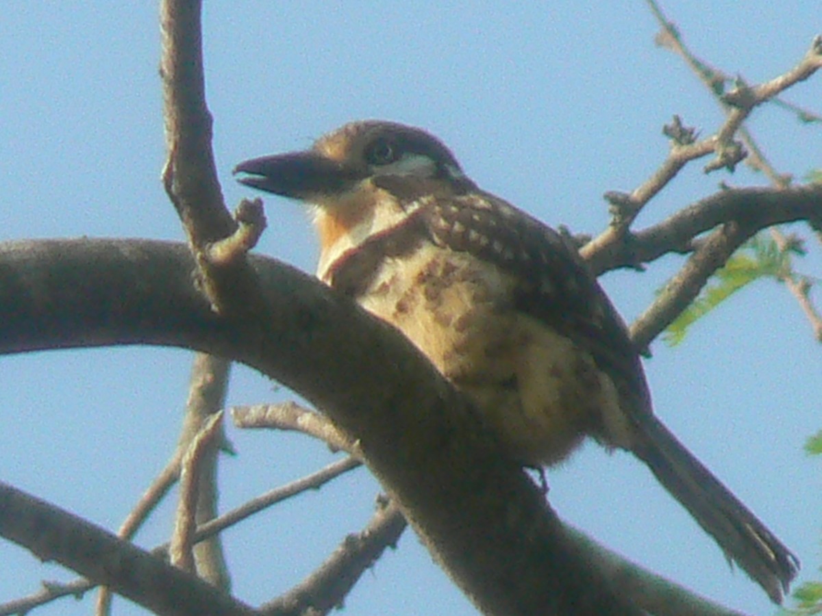 Russet-throated Puffbird - ML637501240