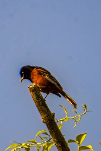 Orchard Oriole - ML637501315