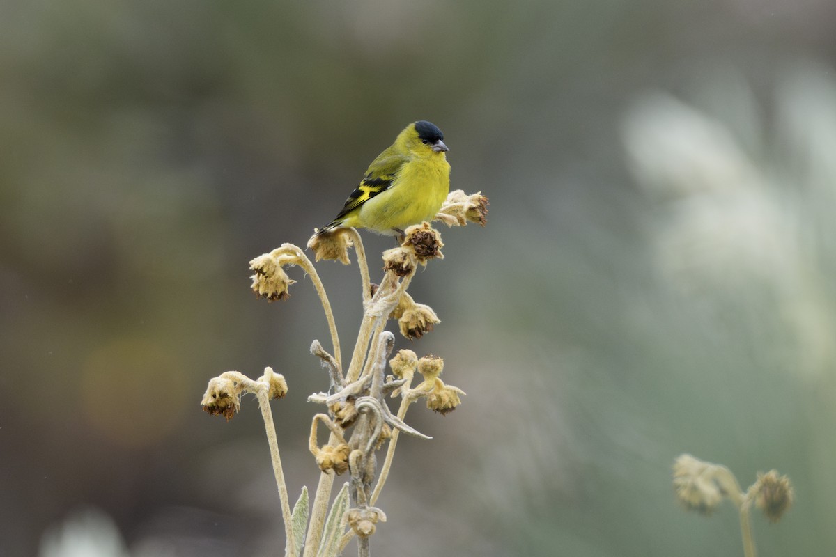 Andean Siskin - ML637501316