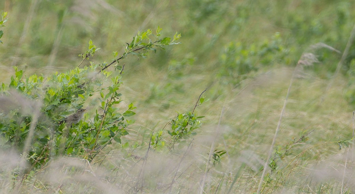 Aquatic Warbler - ML637501342