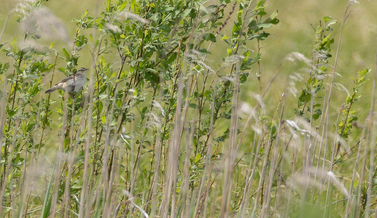 Aquatic Warbler - ML637501343