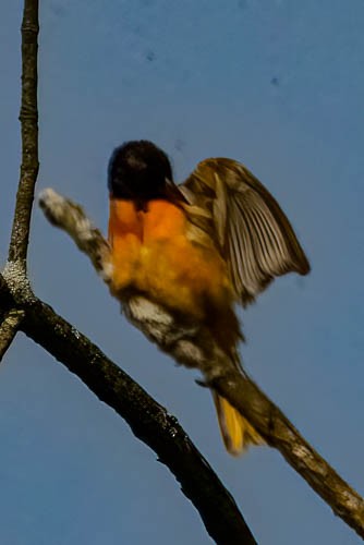 Baltimore Oriole - ML637501351