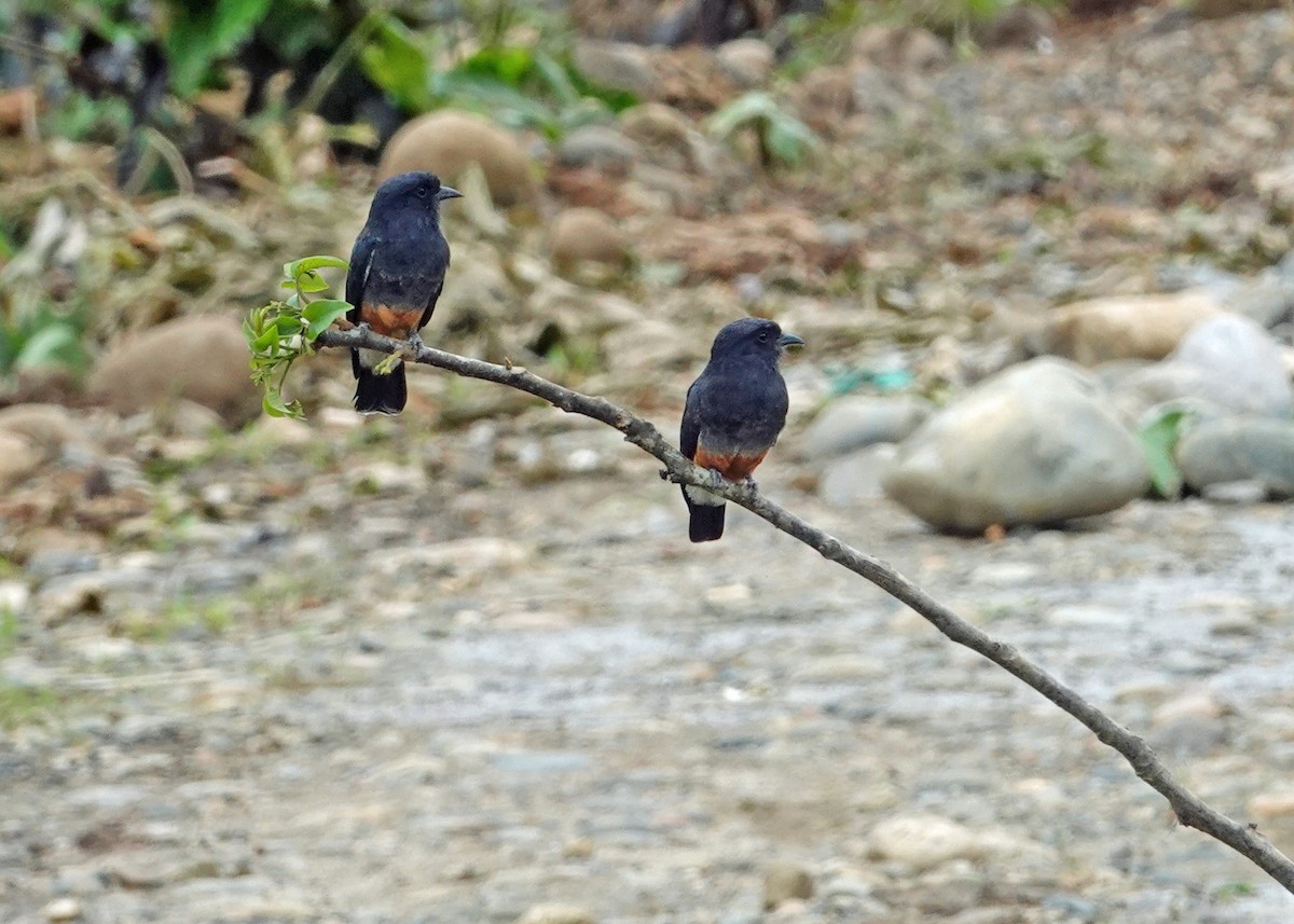 Swallow-winged Puffbird - ML637501364