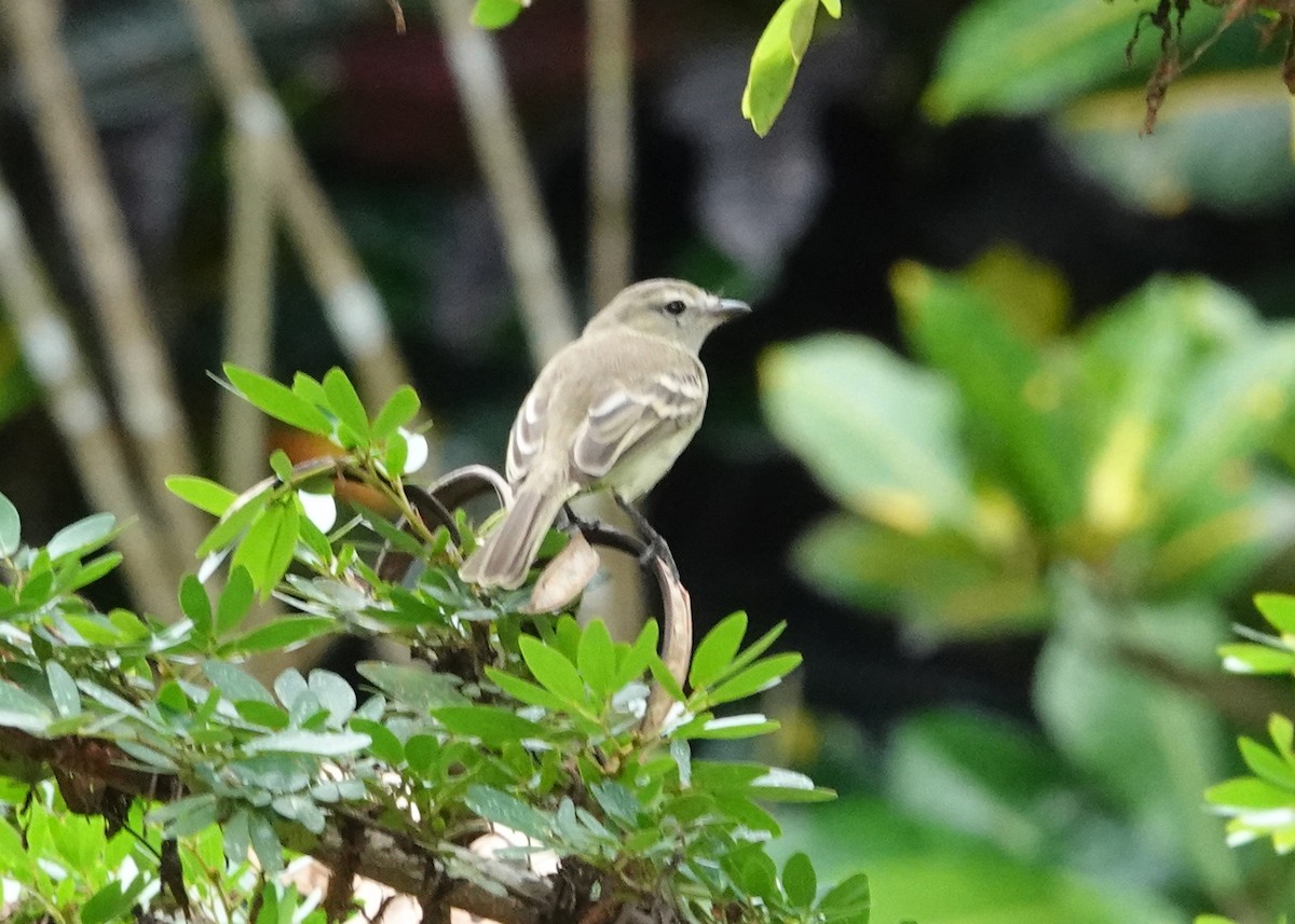 Mouse-colored Tyrannulet (Northern) - ML637501373