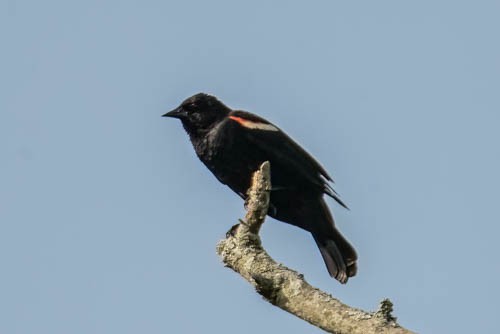 Red-winged Blackbird - ML637501376
