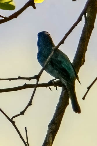Indigo Bunting - ML637501406